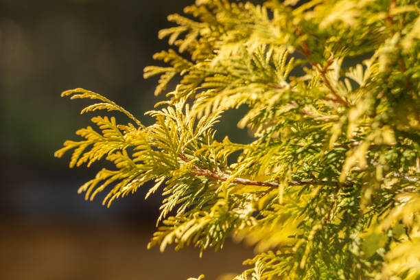 Foliage of thuja occidentalis aurea golden color close up