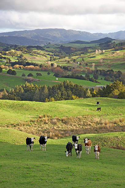 istock New Zealand Cows 140788585