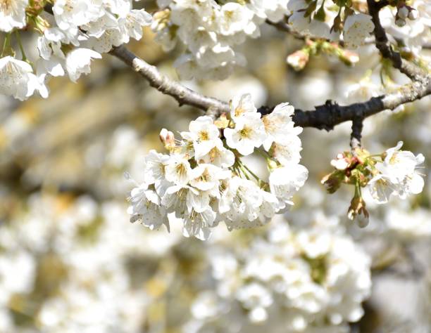 White flowers of Common Cherry (Prunus avium).
