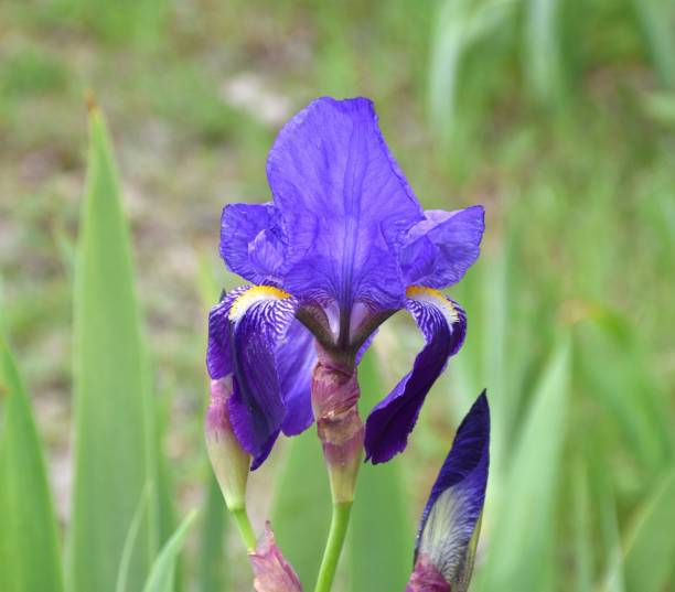 istock Purple flower of Common Lily (Iris germanica). 1407887264