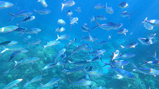 School of yellow stripe scad fish in beautiful coral reef in Surin island national park, Thailand.