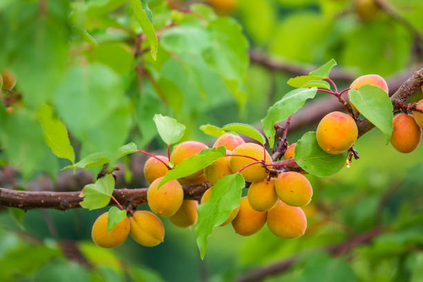 istock Fresh ripe apricots on the branch. 1407888627