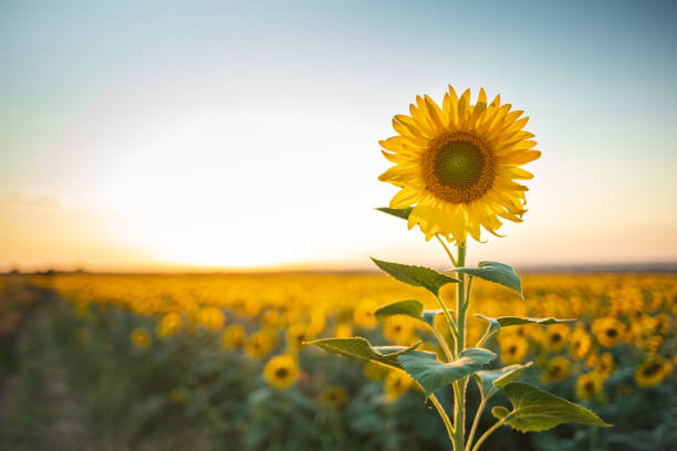 ひまわりストックフォト - sunflower field flower yellow ストックフォトと画像