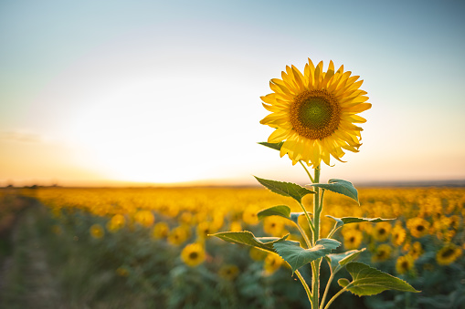 Sunflower at sunset. Stock photo