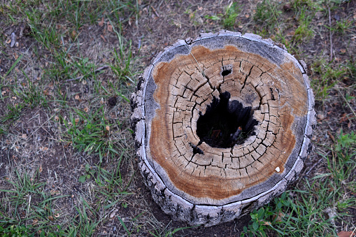 A rotten stump with a hole inside in the forest. Landscape design. Green background.