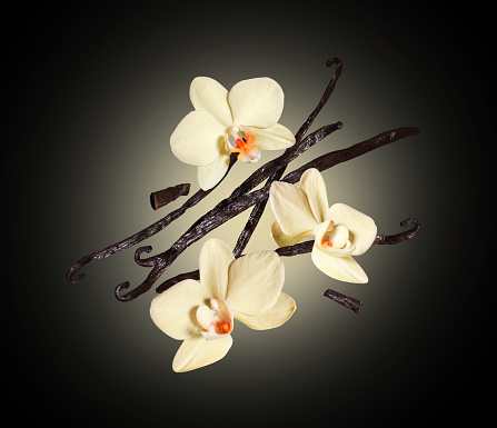 Three vanilla flowers with dried sticks in the air on a black background