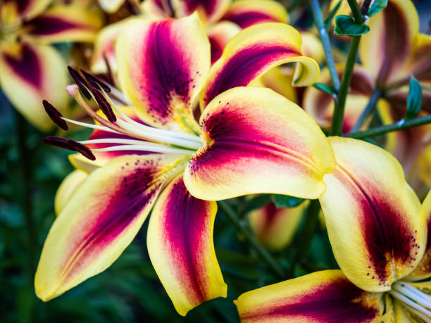 żywa azjatycko-orientalna lilia hybrydowa - lily lily family temperate flower asiatic lily zdjęcia i obrazy z banku zdjęć