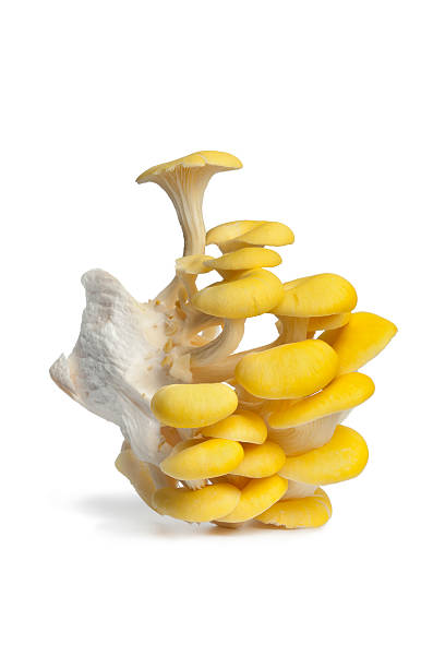 Cluster of yellow oyster mushrooms Cluster of yellow oyster mushrooms on white background oyster mushroom stock pictures, royalty-free photos & images