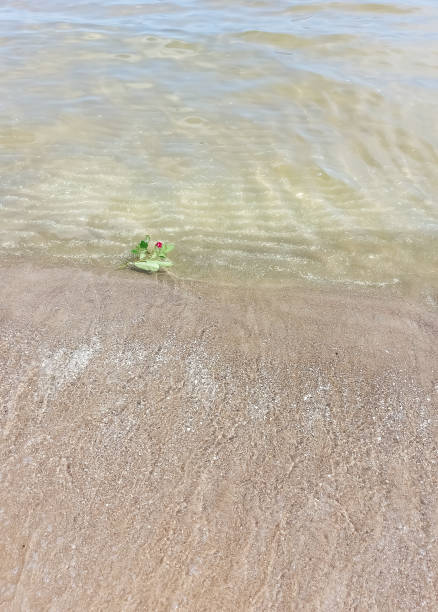 A red rose floats in the water on the beach