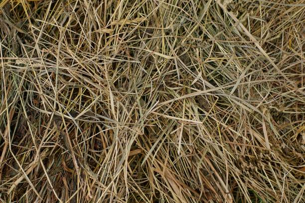 istock natural plant texture from dry brown gray grass 1407893906