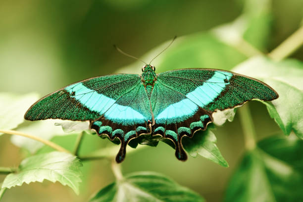 istock Tropical batterfly Emerald green Swallow tail butterfly 1407894028
