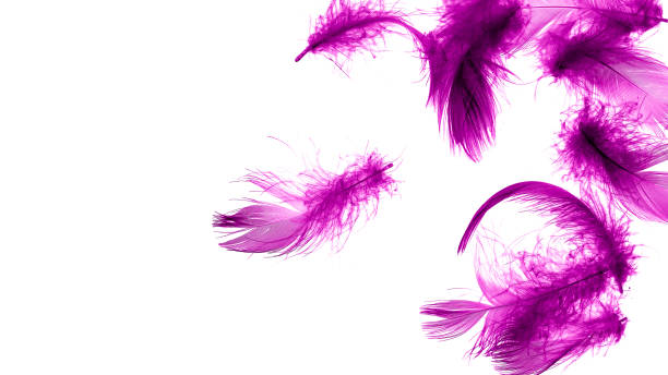 istock violet duck feathers on a white isolated background 1407894351