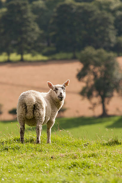 Single sheep on hill stock photo