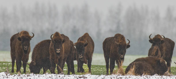 istock European Bison herd resting in snowfall 1407894631