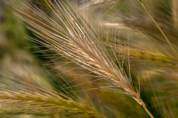 istock Yellow blade of grain against a blurred background 1407894760