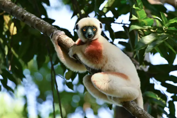 Coquerel sifaka lemur (Propithecus coquereli) – He climbs the tree Ylang ylang, Madagascar nature