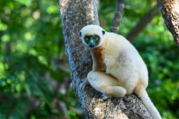 istock Coquerel sifaka lemur (Propithecus coquereli) – portrait, Madagascar nature 1407896114