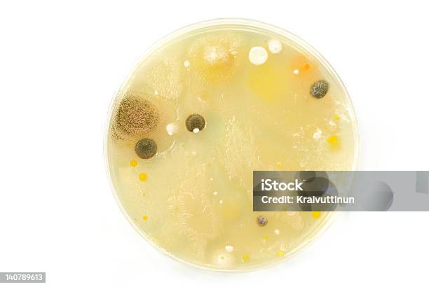 Macro Do Molde Colónias - Fotografias de stock e mais imagens de Antibiótico - Antibiótico, Bactéria, Bactéria Bacillus subtilis