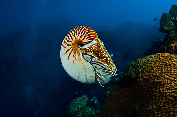 istock A nautilus in the beautiful blue ocean 140789712