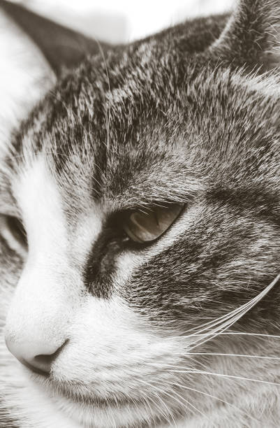 istock close up portrait of cat 1407897541
