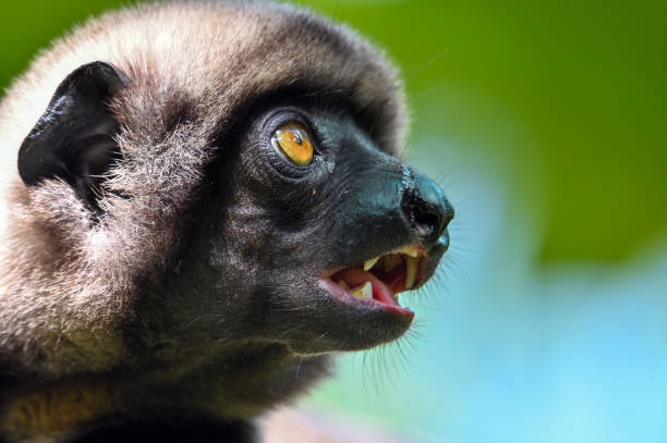 Crowned sifaka lemur (Propithecus coronatus) – portrait, , Madagascar nature