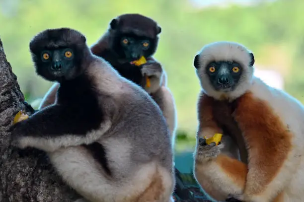 Crowned sifaka lemur (Propithecus coronatus) – He climbs the tree Ylang-ylang , Madagascar nature