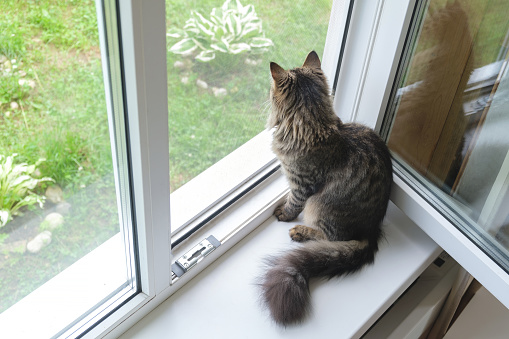 Tabby kitten sitting on the windowsill in summer. Striped domestic cat sitting near open window around houseplants and looking out the window. Image for veterinary clinics, sites about cats, cat food.