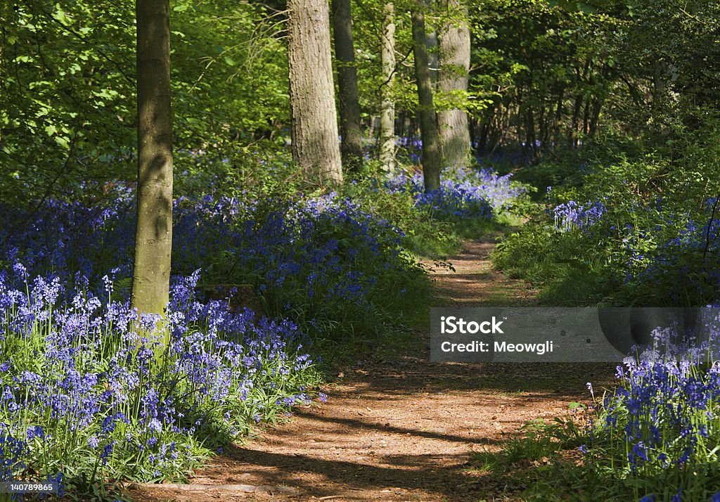 Path through bluebell woods A path through a bluebell wood at the height of its bloom with dappled light and long shadows. Photo has short depth of field. Ancient Stock Photo