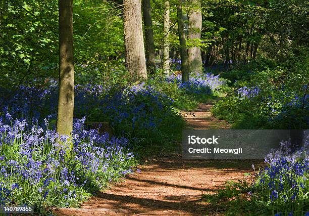 Path Through Bluebell Woods Stock Photo - Download Image Now - Ancient, April, Beauty