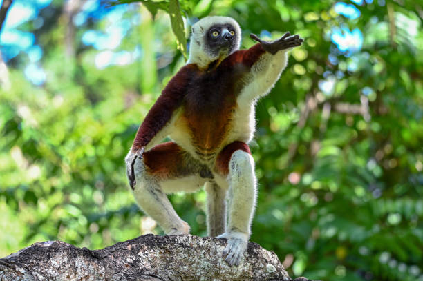Lemur