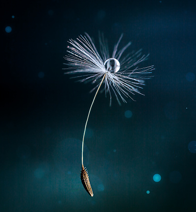 macro photography of the weightlessness of a dandelion umbrella with a drop of water