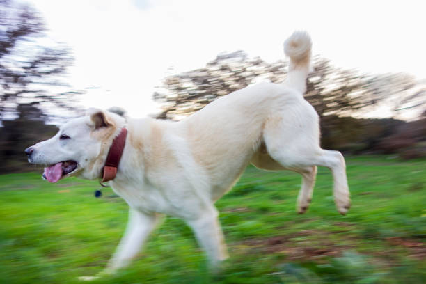 a white dog is running on the grass with its mouth open