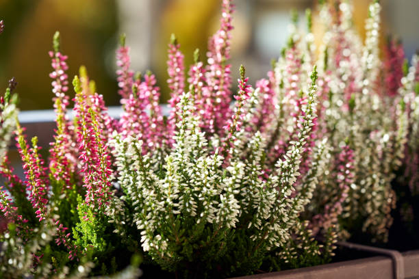 istock Fresh heather flowers growing on a balcony 1407900307