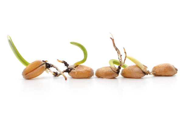 istock Heap of germinating wheat. 1407902450