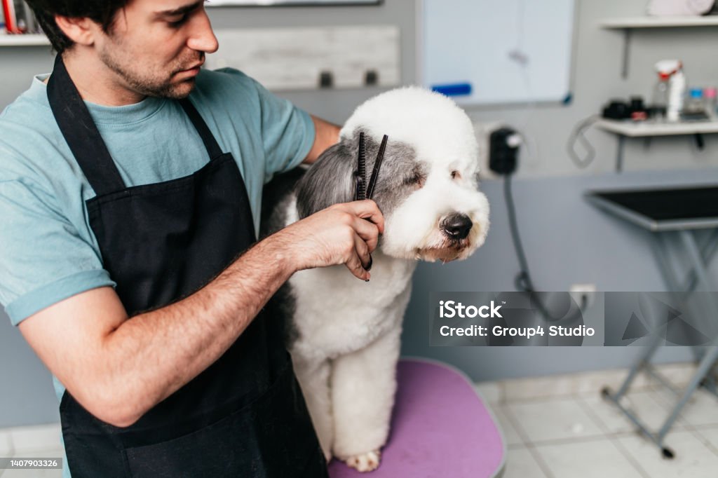 Grooming salon The Old English Sheepdog dog at grooming salon. Animal Groomer Stock Photo