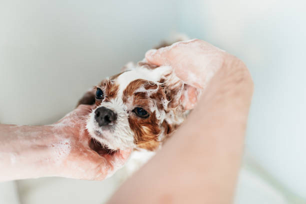 istock Maltese dog getting groomed 1407903330