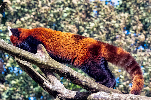 Red panda (Ailurus fulgens) known as lesser panda, the red bear-cat, or cat-bear - China