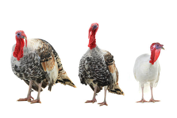 istock turkey-cock   isolated on a white background 1407904295