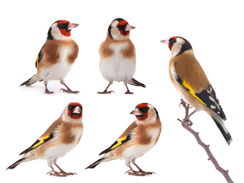 goldfinch bird in different positions isolated on white background