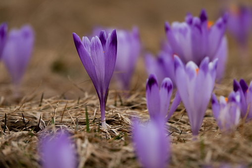 first spring flowers saffron on a blurred background