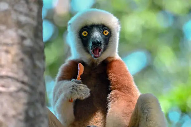 Coquerel sifaka lemur (Propithecus coquereli) – He climbs the tree Ylang ylang, Madagascar nature