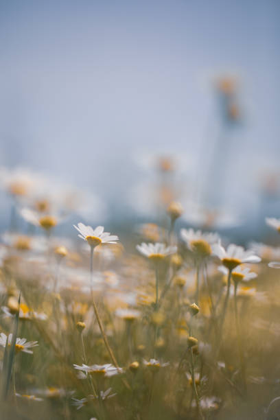 Group of daisies in a meadow