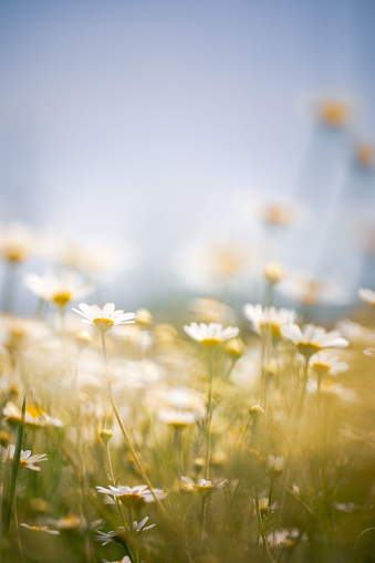 spring landscape with flowering flowers on meadow. white chamomile and purple bluebells blossom on field. summer view of blooming wild flowers in meadow