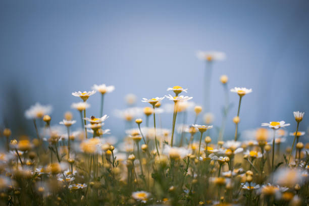 Soft focus image of daisies in the meadow.