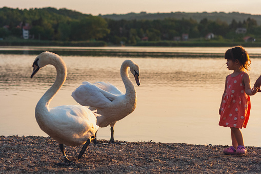 A girl walks along the shore of the lake and watches the swans. She is holding her father's hand.