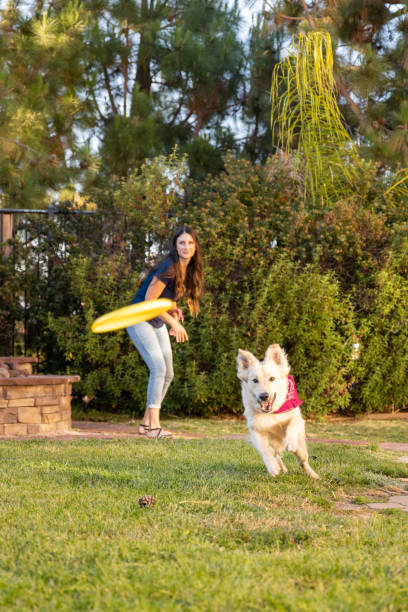 femme lançant un frisbee avec le chien - dog retrieving german shepherd pets photos et images de collection