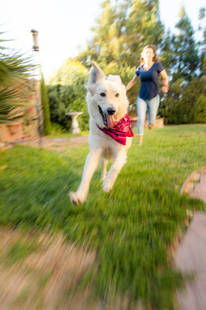 istock Woman Running in the Yard with her Dog 1407906726