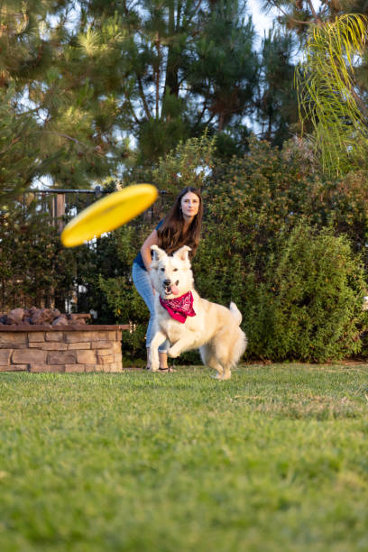 Woman Playing Frisbee with the Dog stock photo
