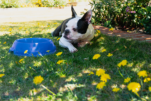 Boston Terrier dog lying down on grass with danelions, next to a water bowl. The dog is lying in the shade on a hot day.