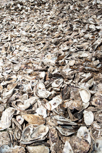 istock Abstract background of empty dry grey oysters shells. 1407907598